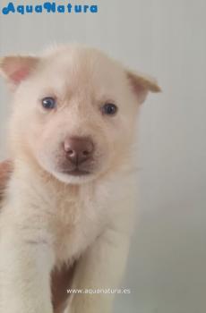 Cachorro Husky Siberiano Macho Blanco ojos azules **VENDIDO**
