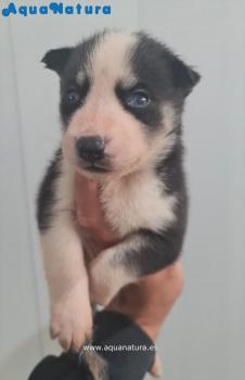 Cachorro Husky Siberiano Macho Negro ojos azules **VENDIDO**