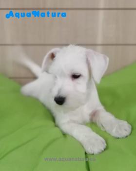 Cachorro Schnauzer Blanco Macho 1465 **Vendido**
