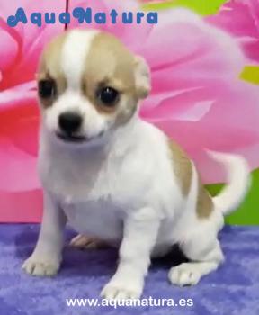 Cachorro Chihuahua Macho 7003 **Vendido**