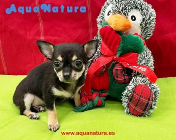 Cachorro Chihuahua de Lunita 3986 **Vendido**