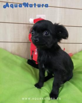 Cachorro Chihuahua Hembra negra 4361 **Vendido**