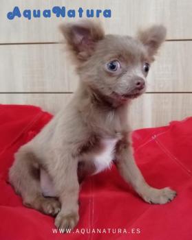 Cachorro Chihuahua macho color Lilac 4360 **Vendido**