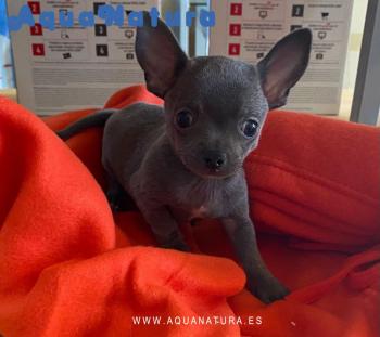 Cachorro de Chihuahua azul macho 3779 **VENDIDO**