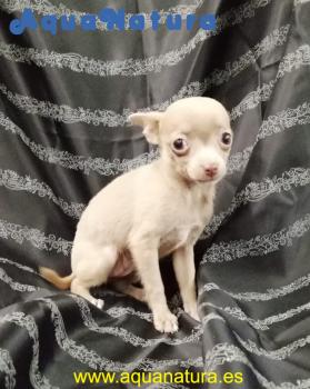 Chihuahua Hembra Lilac 4846 **VENDIDO**