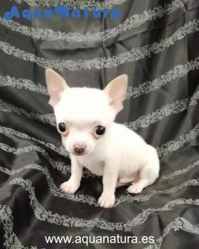 Cachorro de Chihuahua Macho 4840 **VENDIDO**