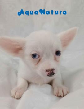 Chihuahua Hembra blanco pelo largo 4288 **VENDIDO**