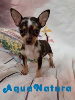Chihuahua macho merle 2142 *VENDIDO*