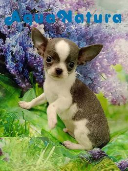 Chihuahua macho lila 8106 *VENDIDO*