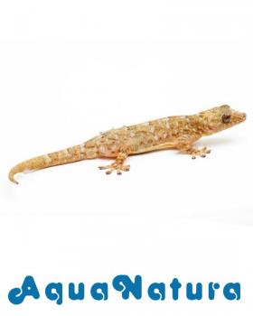Gecko Marmol