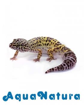 Gecko Leopardo