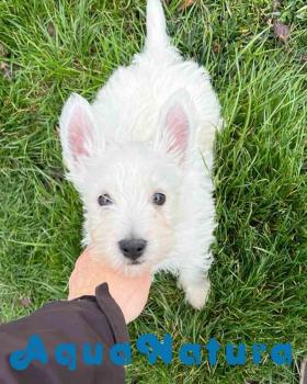 West Highland Terrier Macho 4148 *VENDIDO*