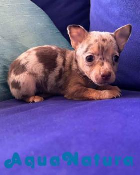 Chihuahua Hembra de Lunita y Chiky 0144 con LOE *VENDIDO*