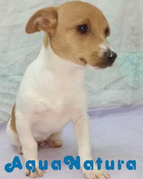 Jack Russell Macho 6720 *DISPONIBLE*