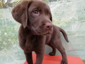 Cachorro Labrador Chocolate Hembra **VENDIDO**