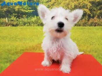 Cachorro West Highland White Terrier Macho 4394 **VENDIDO**