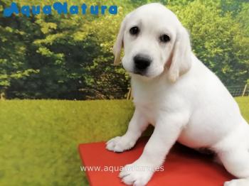 Cachorro Labrador Retriever Hembra 8590 **VENDIDO**