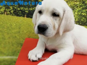Cachorro Labrador Retriever Hembra 0271 **VENDIDO**