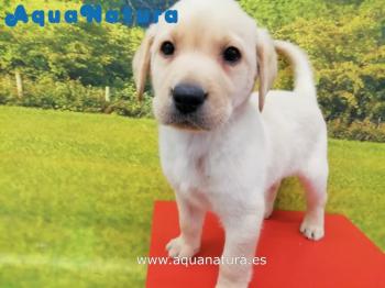 Cachorro Labrador Retriever Macho 7059 **VENDIDO**