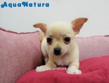 Cachorro Chihuahua Macho Crema 3581 **VENDIDO**
