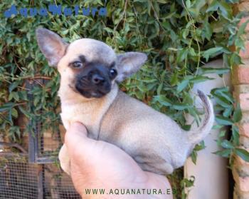 Cachorro de Chihuahua hembra 3769 **Disponible**