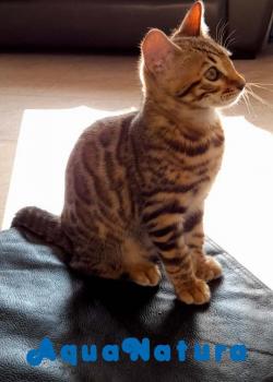 Gato Bengalí Hembra Brown Spotted 1892 **DISPONIBLE**