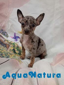 Chihuahua hembra merle 2143 *DISPONIBLE*