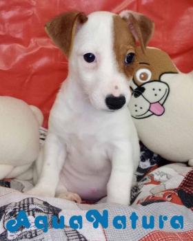 Jack Russell Hembra 1900 *DISPONIBLE*