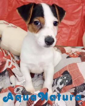 Jack Russell Macho 1899 *DISPONIBLE*