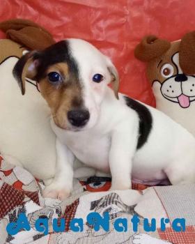 Jack Russell Macho 1902 *DISPONIBLE*